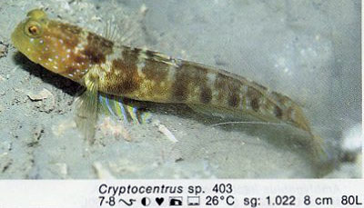 Cryptocentrus sp
